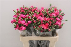 Dianthus Spray Single Solomio Imre 60cm