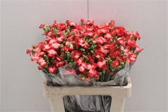 Dianthus Spray Single Solomio Fen 60cm
