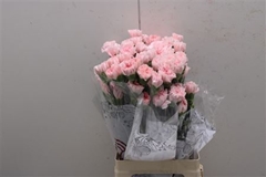 Dianthus Single Doncel 70cm
