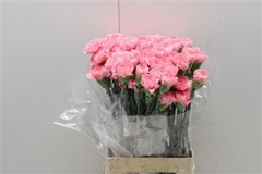 Dianthus Single Corvette 75cm