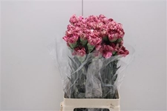 Dianthus Single Viper Wine 75cm