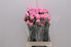 Dianthus Single Tonic Golem 75cm
