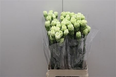 Dianthus Single Goblin 75cm