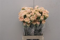 Dianthus Single Lege Marrone 75cm