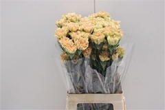 Dianthus Single Ambar 70cm