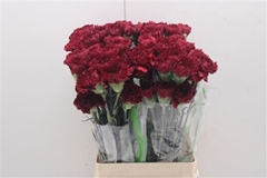 Dianthus Single Zurigo 70cm