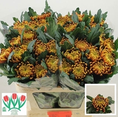 Chrysanth Single Fuego 75cm 115gr.