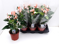 Anthurium Adios Salmon 17Ø 50cm