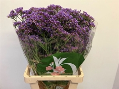 Limonium Perezii Enchante 70cm 60gr.