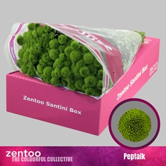Chrysanth Santini Peptalk 55cm 44gr.