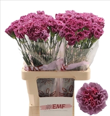 Dianthus Single Mustang 65cm