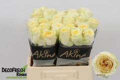 Rosa Buttercup 40cm