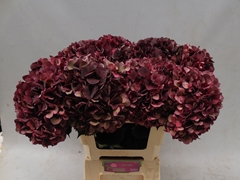 Hydrangea Dark Ruby Classic 60cm 16-18cm Hd