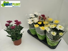 Chrysanth Zembla Mix 15Ø 32cm