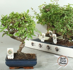 Bonsai Mix 20Ø 25cm