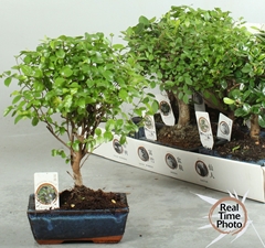 Bonsai Mix 15Ø 20cm