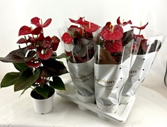 Anthurium Coral Champion 17Ø 60cm