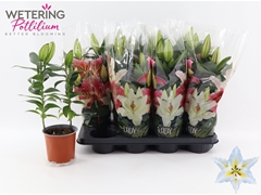 Lily Oriental Sunny Azores 13Ø 42cm