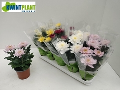 Chrysanth Zembla Mix 12Ø 30cm