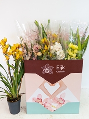 Cymbidium Mixed 14Ø 75cm 3st