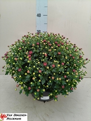 Chrysanthemum Jasoda Mauve 23Ø 35cm