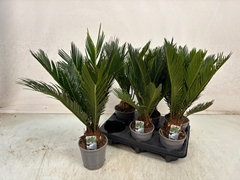 Cycas Revoluta 12Ø 40cm