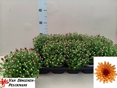 Chrysanthemum Gardenmumsaic Double Orange 12Ø 25cm