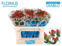 Hypericum Coco Diablo 70cm