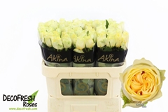 Rosa Buttercup 70cm
