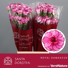Dianthus Single Royal Damascus 65cm