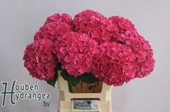 Hydrangea Glowing Alps 60cm 16-18cm Hd