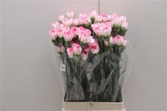 Dianthus Single Komachi 70cm