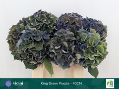 Hydrangea Royal King Classic 40cm 14-16cm Hd