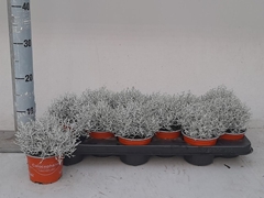 Leucophyta Brownii 10Ø 25cm