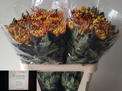 Chrysanth Single Fuego 80cm 105gr.