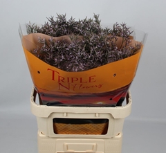 Limonium Safora Lilac 80cm 40gr.