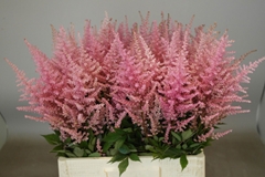 Astilbe Erika 65cm