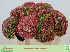 Hydrangea Revolution Classic 50cm 14-16cm Hd