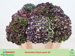 Hydrangea Revolution 50cm 13-15cm Hd