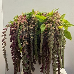 Amaranthus Caudatus Mira 80cm