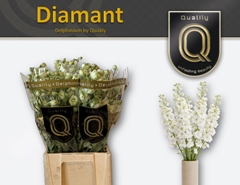 Delphinium Double Diamant 60cm