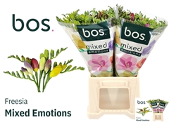 Freesia Single Mix 50cm 15gr.