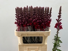 Antirrhinum Potomac Red 80cm