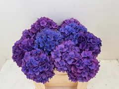 Hydrangea Dazzling Dazzle 50cm 14-16cm Hd