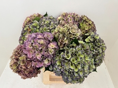 Hydrangea Dazzling Dazzle Classic 60cm 21-23cm Hd