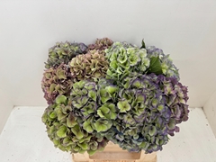 Hydrangea Dazzling Dazzle Classic 50cm 20-22cm Hd