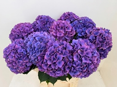 Hydrangea Dazzling Dazzle 80cm 18-20cm Hd
