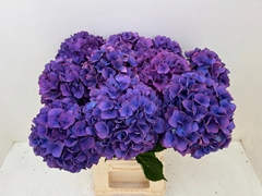 Hydrangea Dazzling Dazzle 60cm 16-18cm Hd