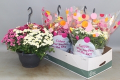 Chrysanthemum Skyfall Mix 23Ø 50cm