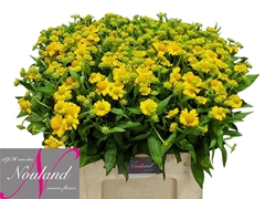 Helenium Kanaria 60cm